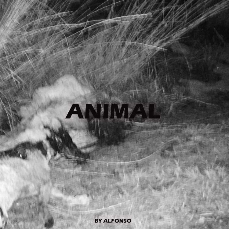 ANIMAL (Alfonso)