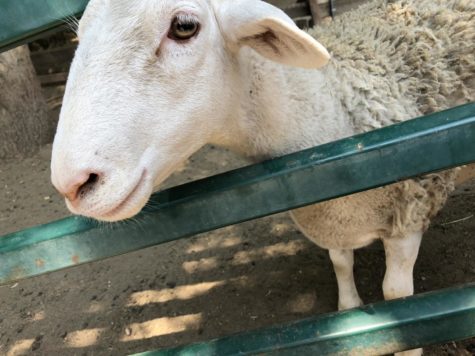 An Udder Cowtastrophe
